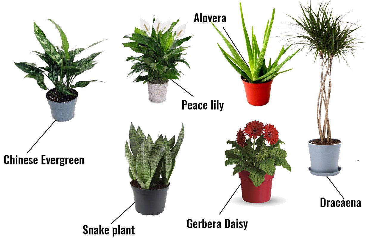 Air Purifying House Plants