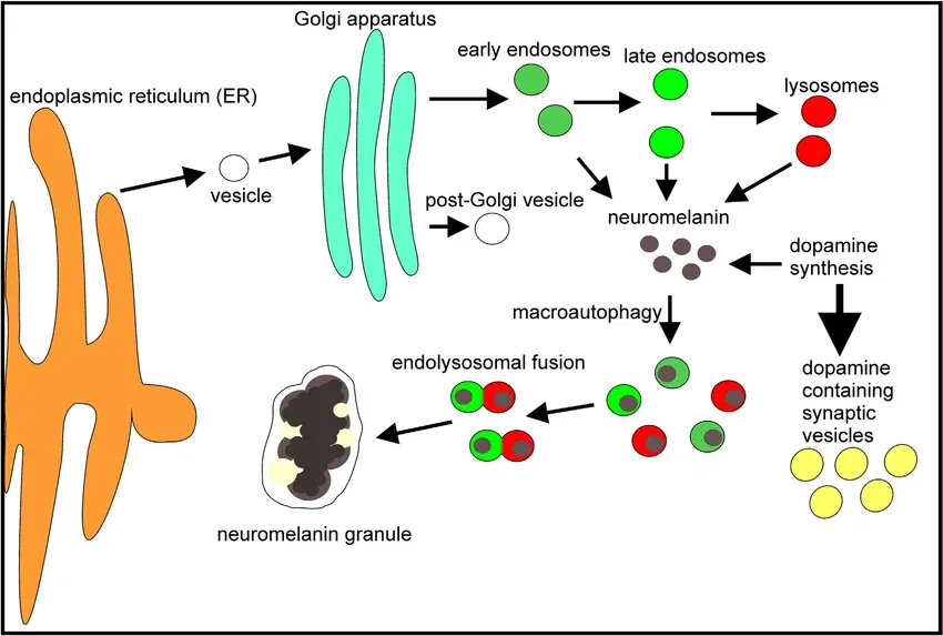 Neuromelanin