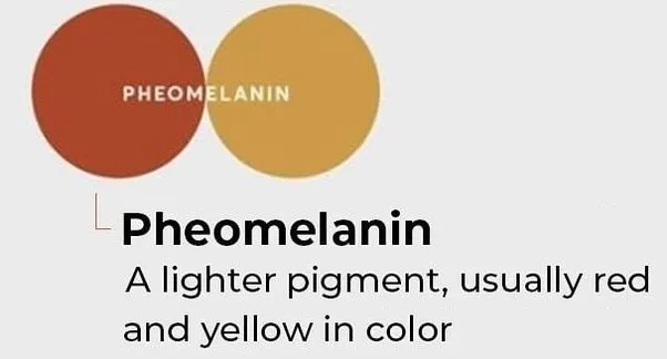 Pheomelanin