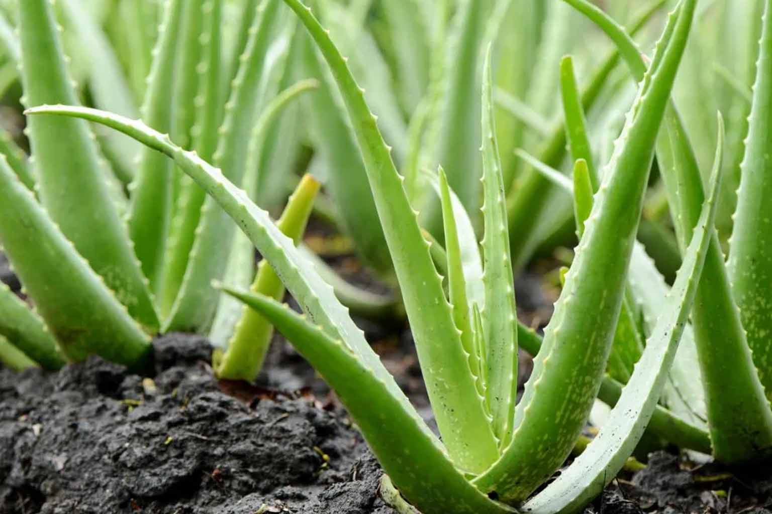 Aloe Vera