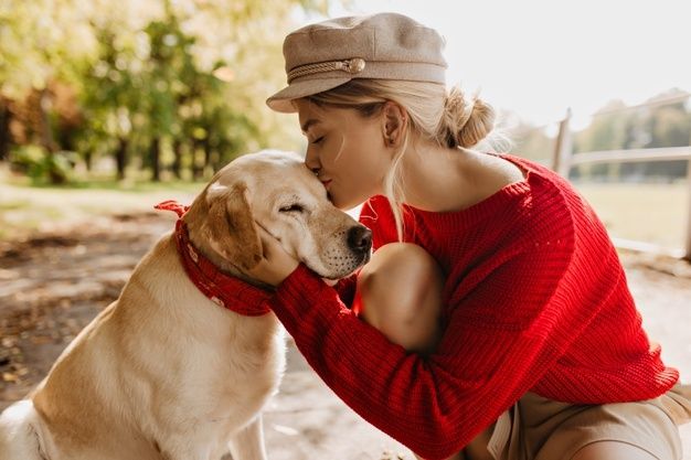 Pros Cons Of Wet Canned Dog Food What You Must Know