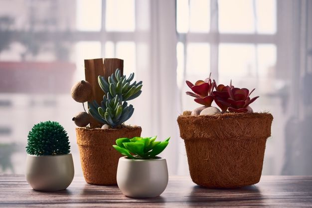 Small Indoor Plants