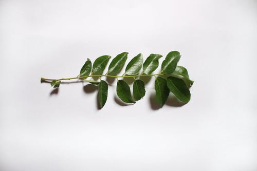 Benefits of curry leaves