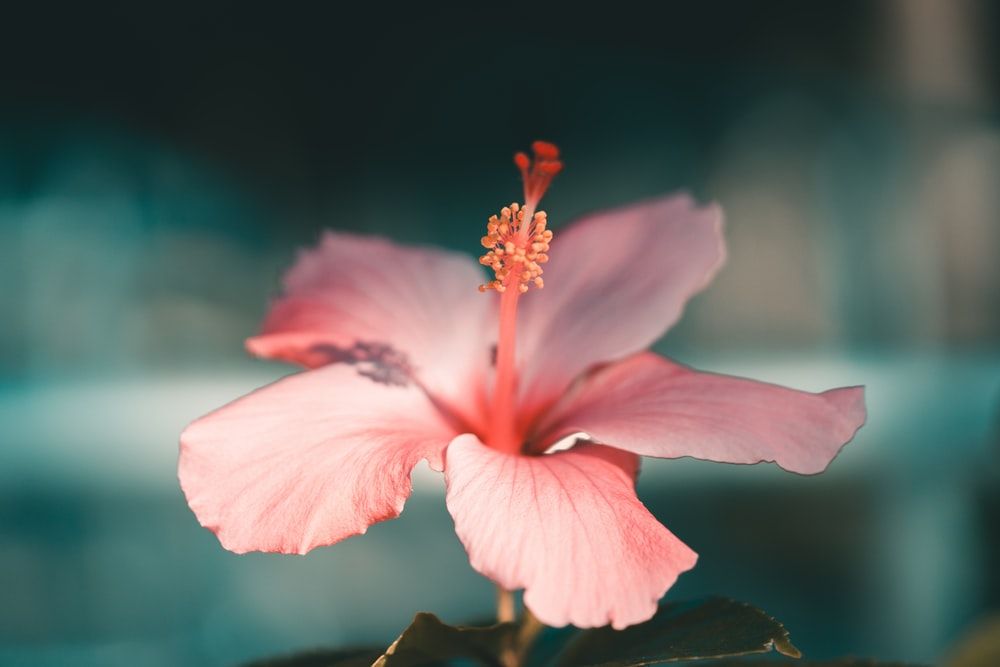 Hibiscus Tea